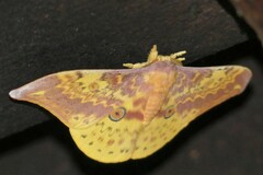 Lemaireia luteopeplus