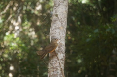 Colluricincla rufogaster