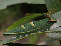Charaxes sempronius