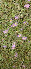 Thyridia repens