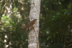 Colluricincla rufogaster