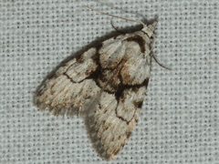 Nola delograpta