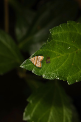 Choreutis periploca