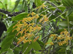 Dendrobium discolor