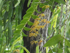 Dendrobium discolor