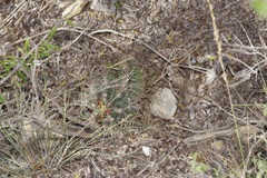 Thelocactus bicolor bicolor