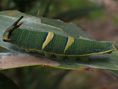 Charaxes sempronius