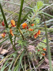 Pultenaea humilis