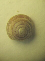 Euconulus fulvus
