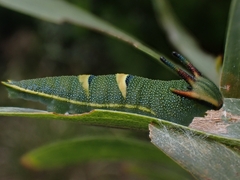 Charaxes sempronius