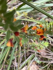 Pultenaea humilis