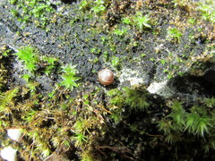 Euconulus fulvus