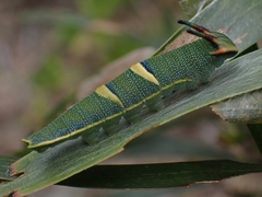 Charaxes sempronius