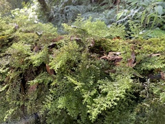 Hymenophyllum fujisanense