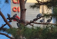 Columba livia domestica