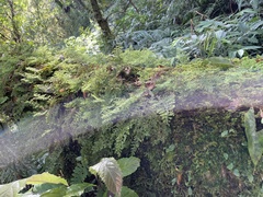 Hymenophyllum fujisanense