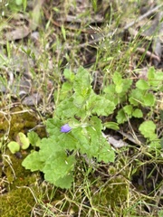 Veronica calycina