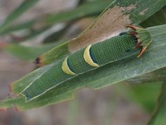 Charaxes sempronius