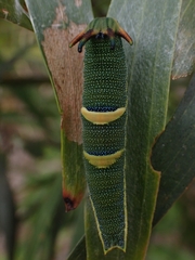 Charaxes sempronius