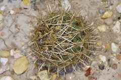 Ancistrocactus scheeri