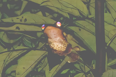 Rhacophorus pardalis