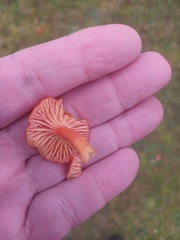 Pseudohygrocybe