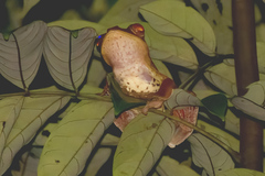 Rhacophorus pardalis