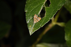 Choreutis periploca