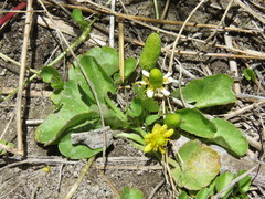 Halerpestes cymbalaria