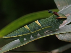 Charaxes sempronius