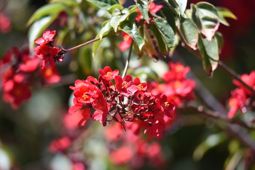 Jatropha integerrima image