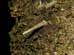 Psychidae