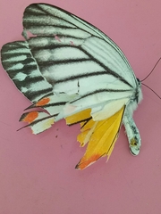 Delias hyparete