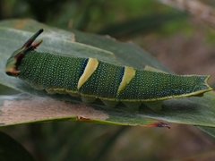 Charaxes sempronius