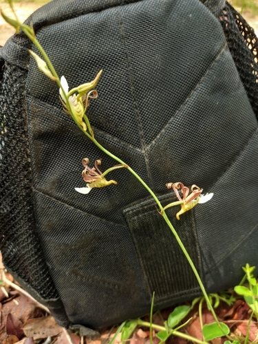 Eulophia venulosa image