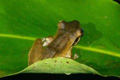 Polypedates macrotis