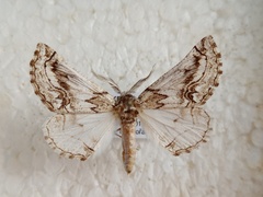 Phaselia deliciosaria
