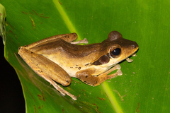 Polypedates macrotis