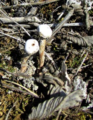Tulostoma brumale