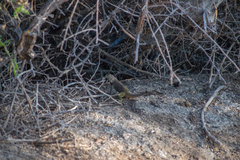 Sceloporus zosteromus
