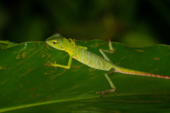 Sauria