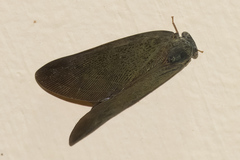 Ricaniidae