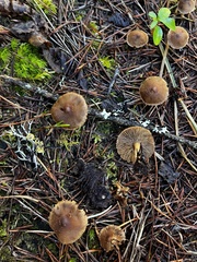 Cortinarius croceus