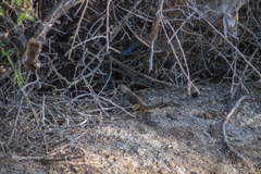Sceloporus zosteromus