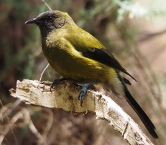 Anthornis melanura