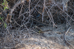 Sceloporus zosteromus