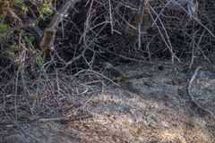 Sceloporus zosteromus