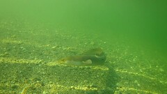 Anguilla dieffenbachii