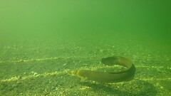 Anguilla dieffenbachii