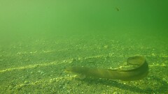 Anguilla dieffenbachii